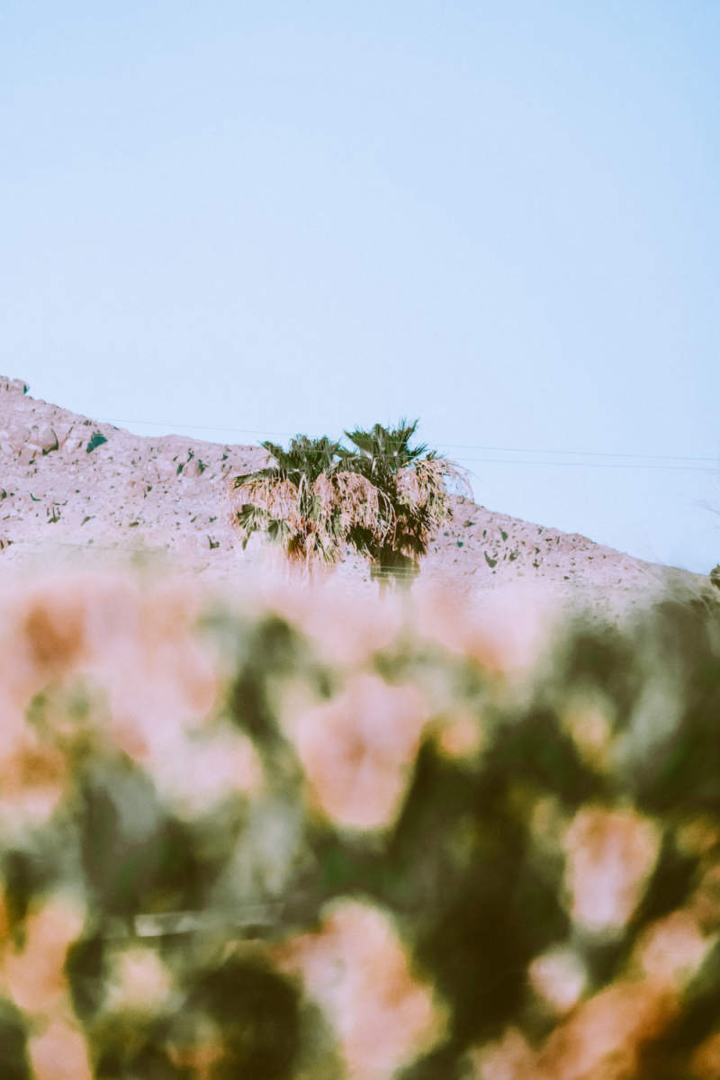 Wall Poster - Countryside in Joshua Tree