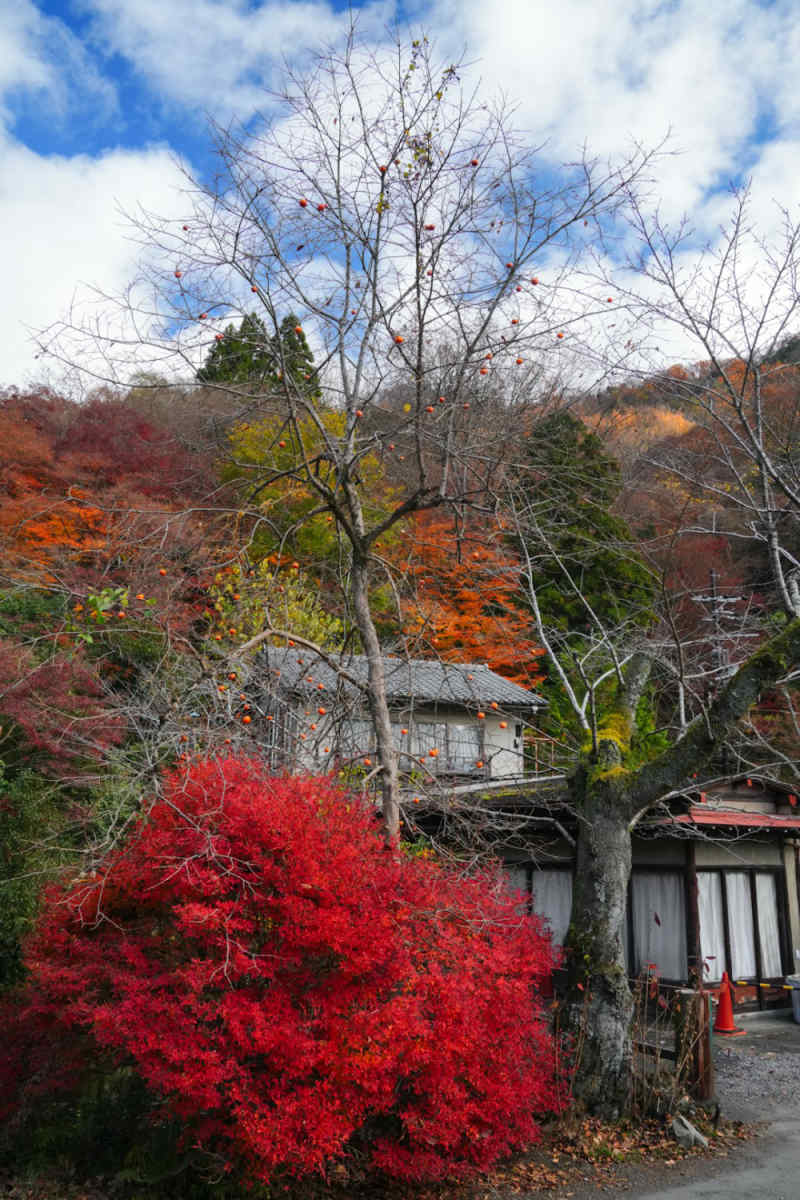 Wall Poster - Countryside in Kyoto