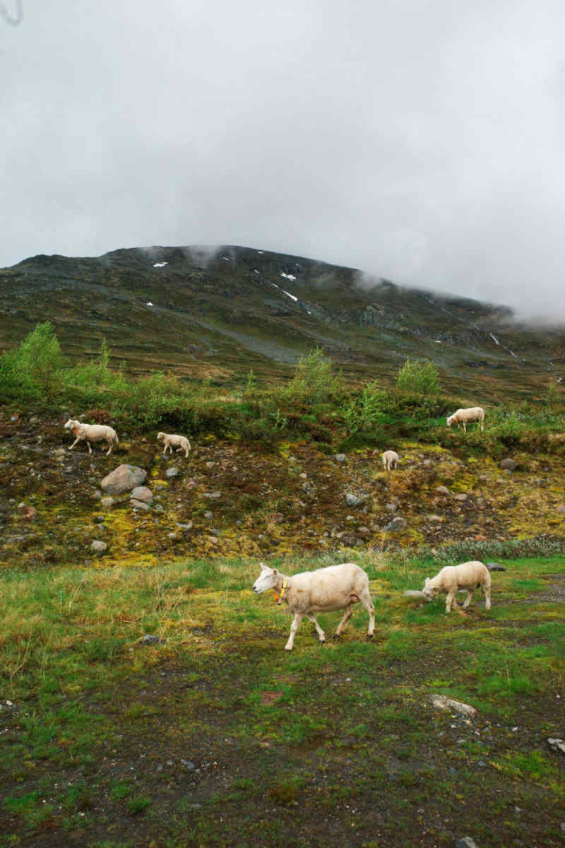 Wall Poster - Countryside in Norway