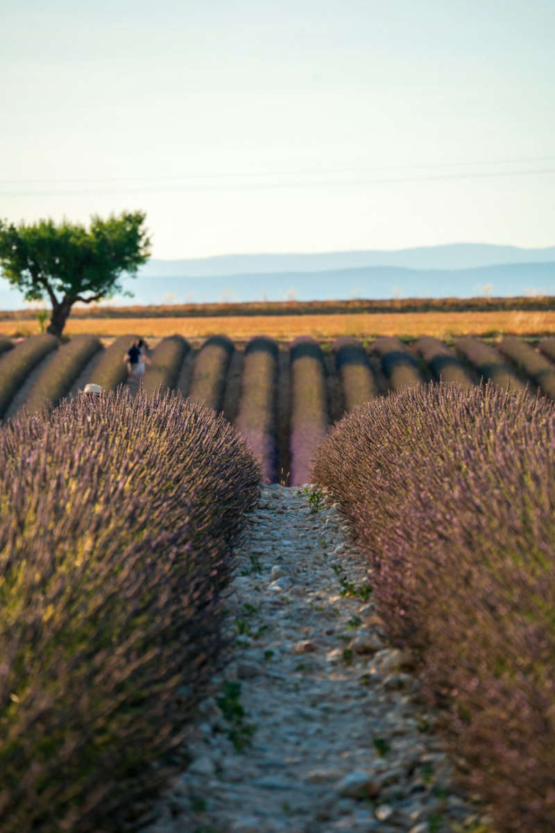 Wall Poster - Countryside in Provence