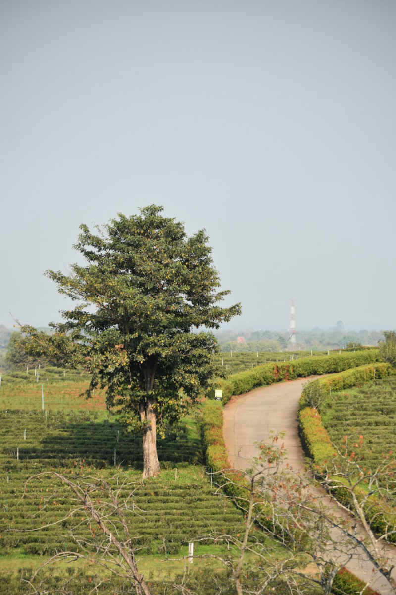 Wall Poster - Countryside in Thailand