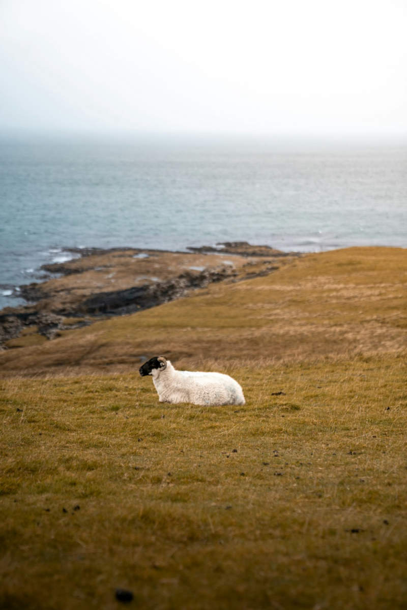 Wall Poster - Countryside in the Scottish Coast