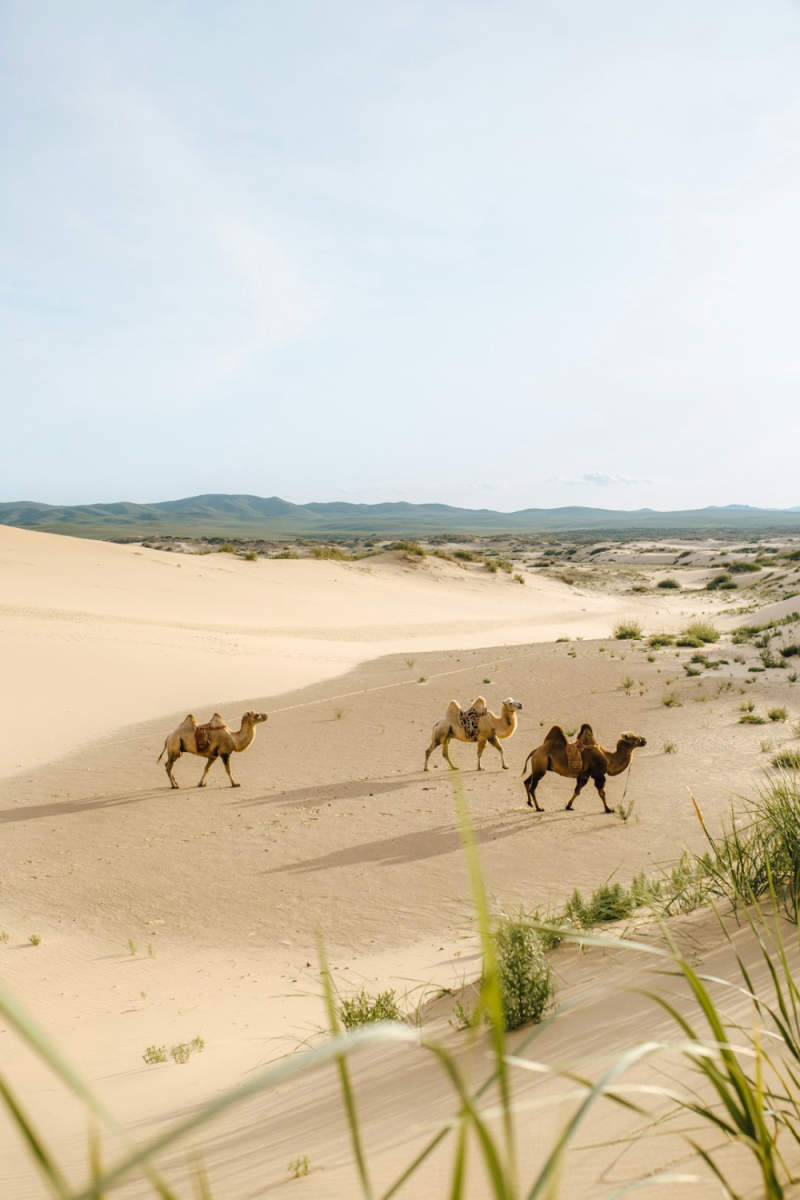 Wall Poster - Desert in Mongolia