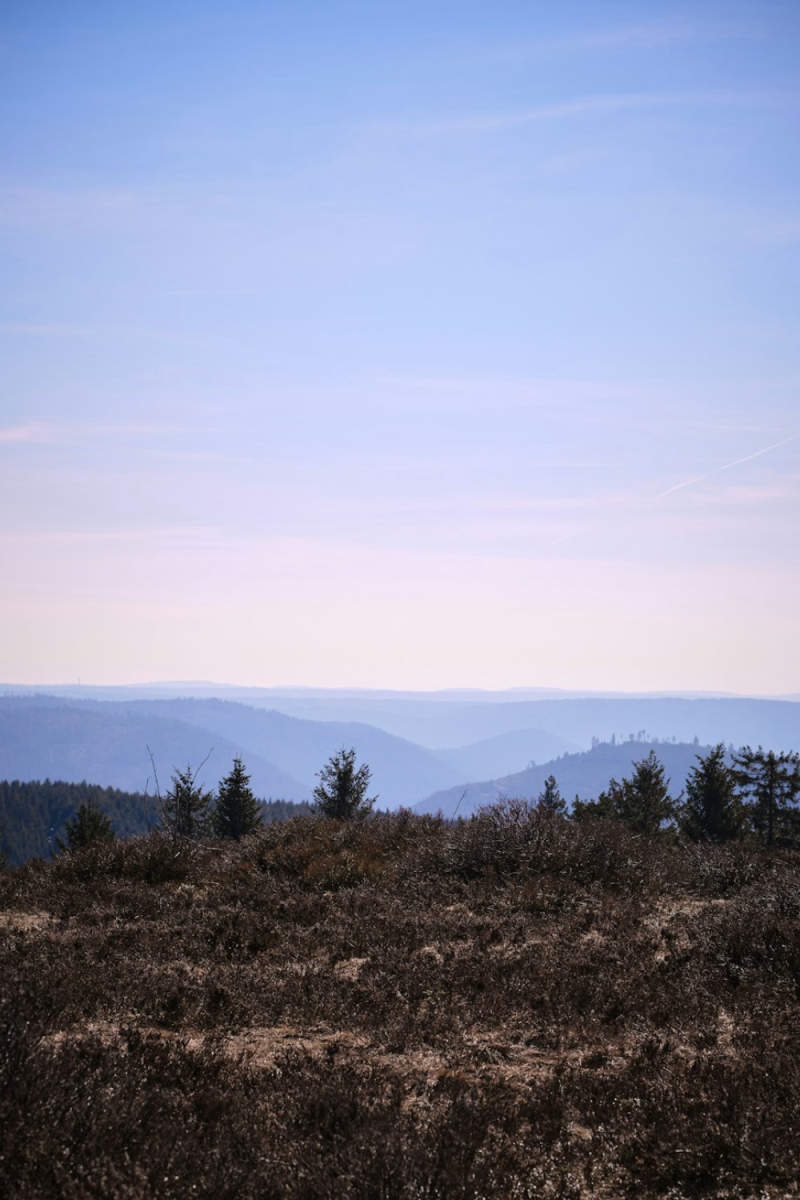Wall Poster - Desert in the Black Forest