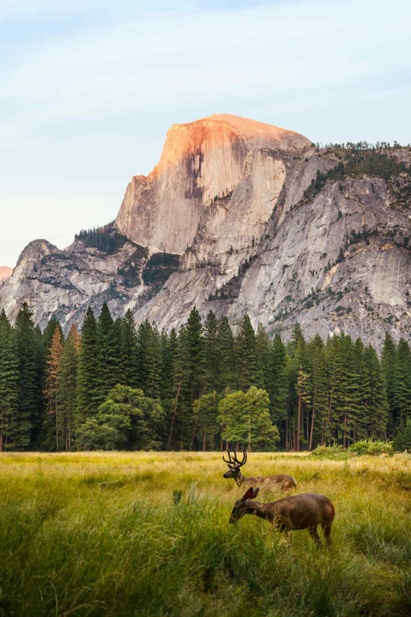 Wall Poster - Desert in Yosemite