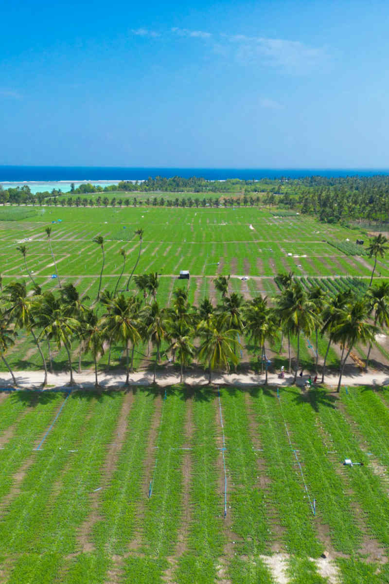 Wall Poster - Farmhouse in the Maldives