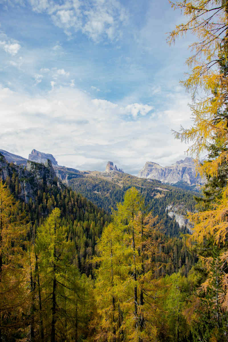 Wall Poster - Forest in Cinque Terre