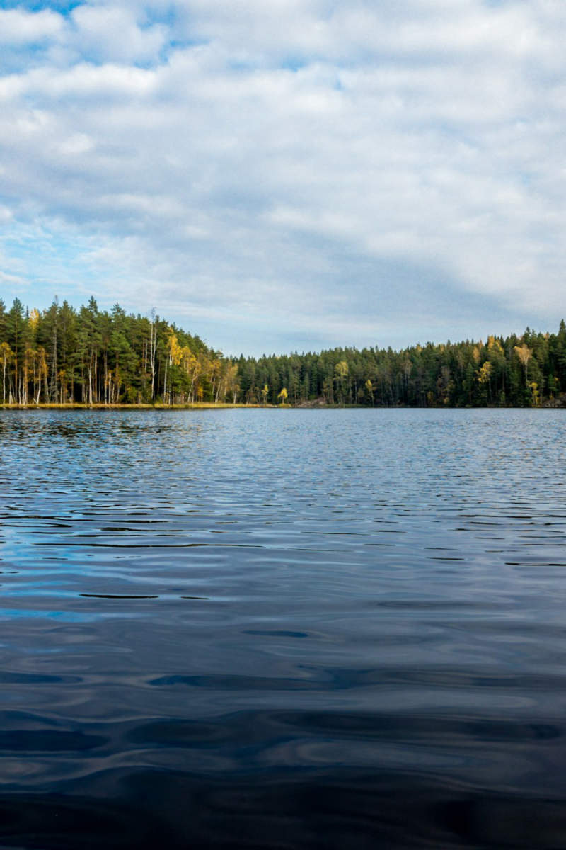 Wall Poster - Forest in Finland