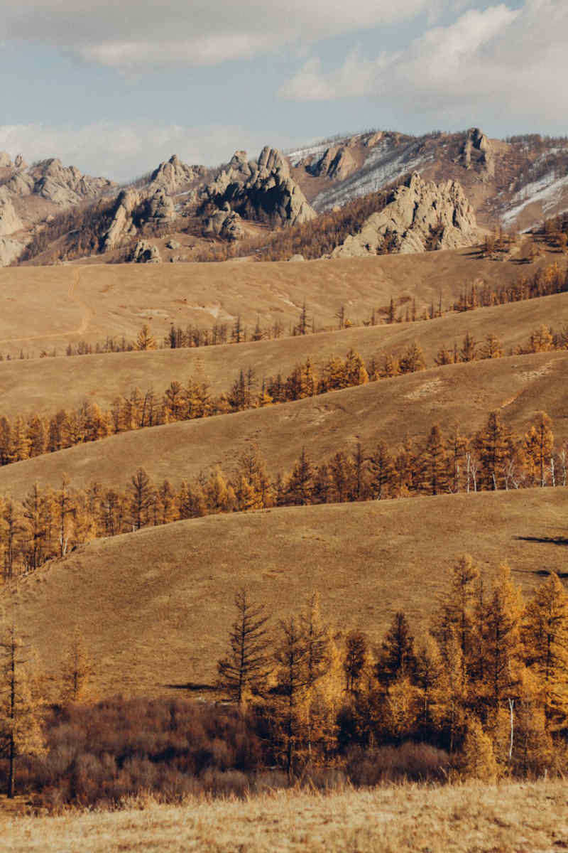 Wall Poster - Forest in Mongolia