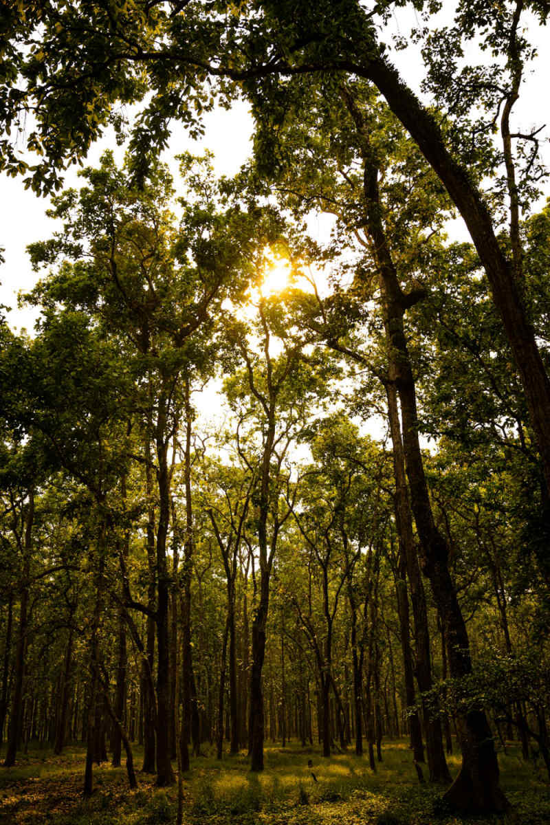 Wall Poster - Forest in Nepal