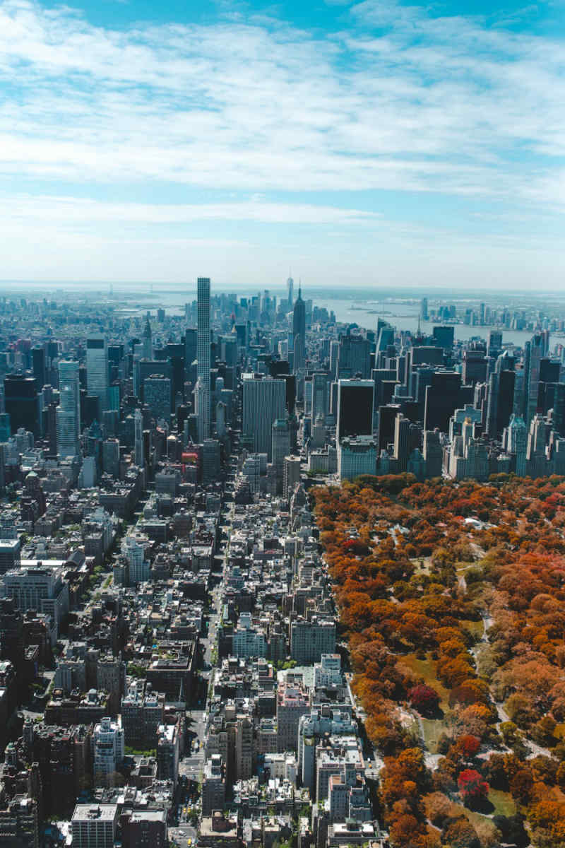 Wall Poster - Forest in New York