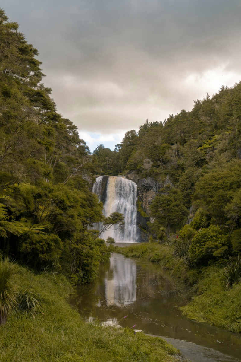 Wall Poster - Forest in New Zealand