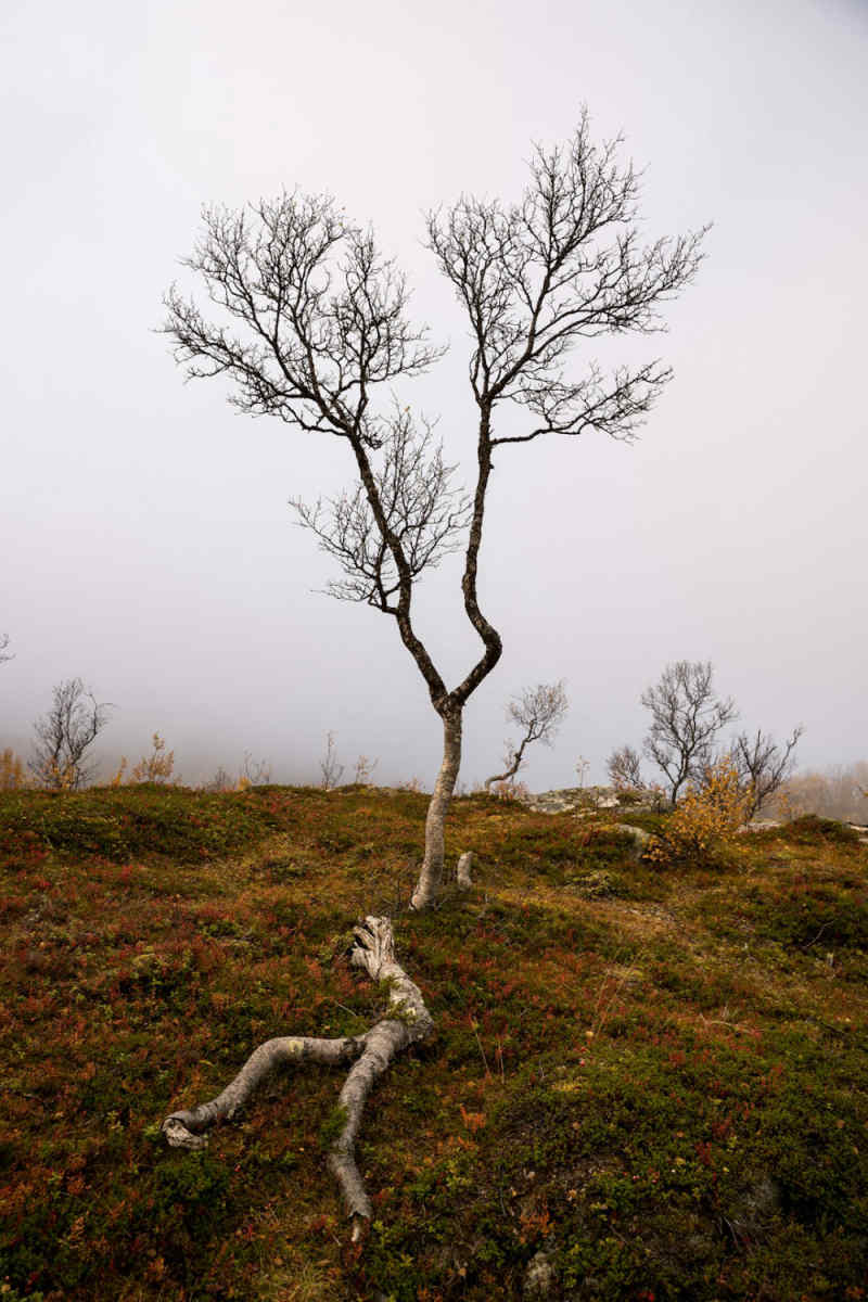 Wall Poster - Forest in Norway