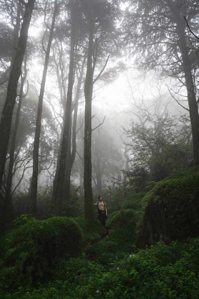 Wall Poster - Forest in Sintra