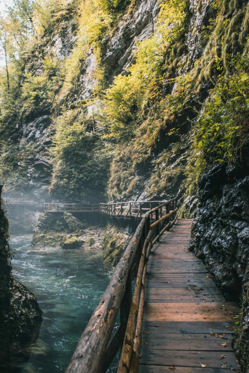 Wall Poster - Forest in Slovenia