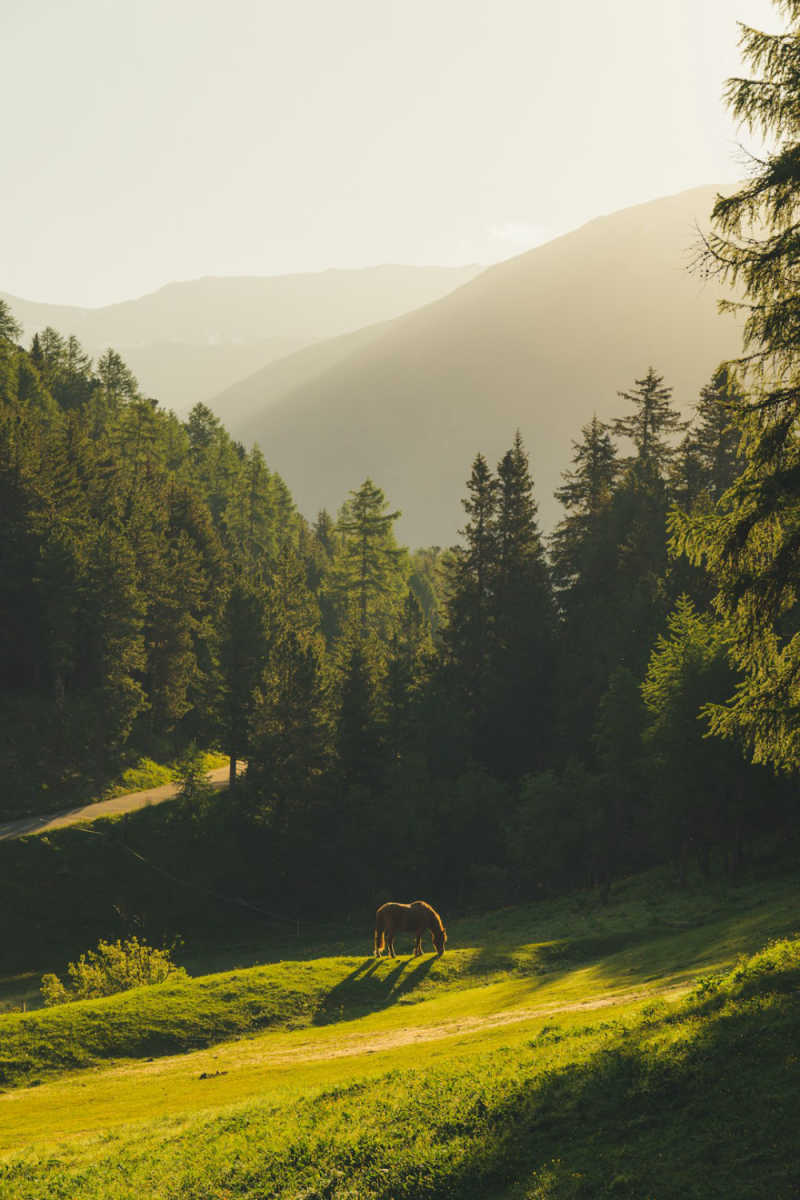 Wall Poster - Forest in Switzerland