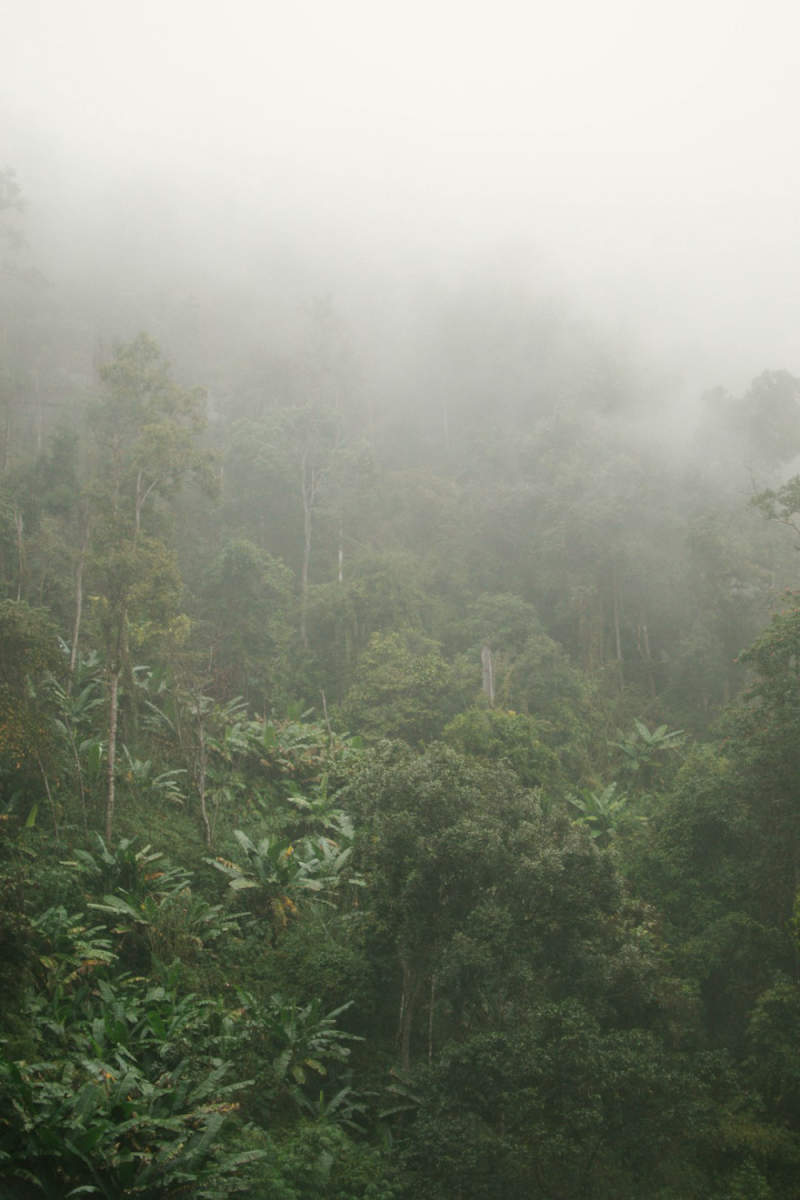 Wall Poster - Forest in Thailand