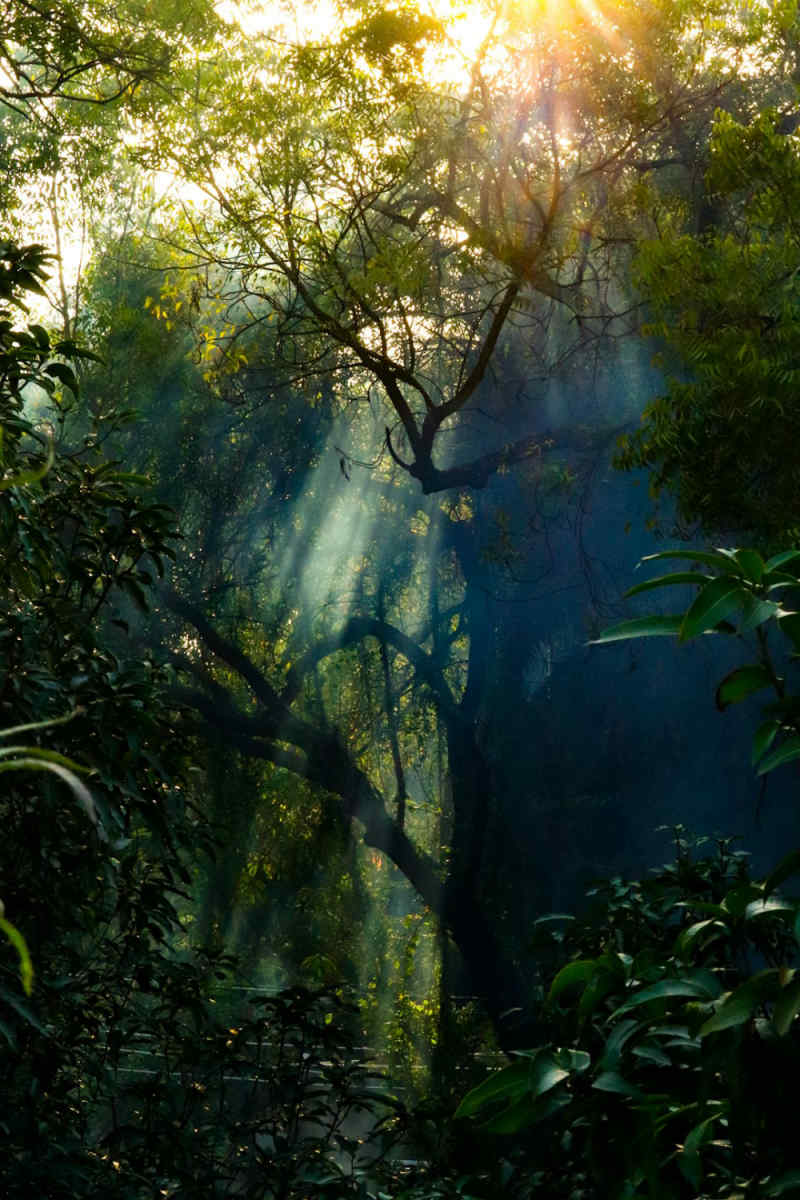 Wall Poster - Forest in the Amazon Rainforest