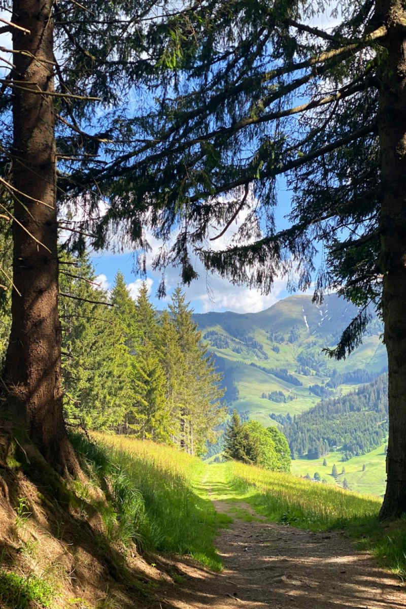 Wall Poster - Forest in the Austrian Alps