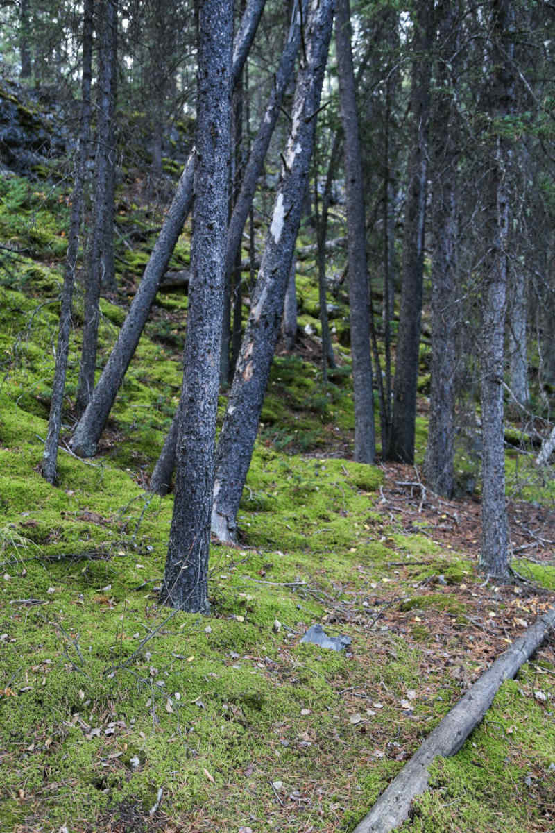 Wall Poster - Forest in the Canadian Rockies