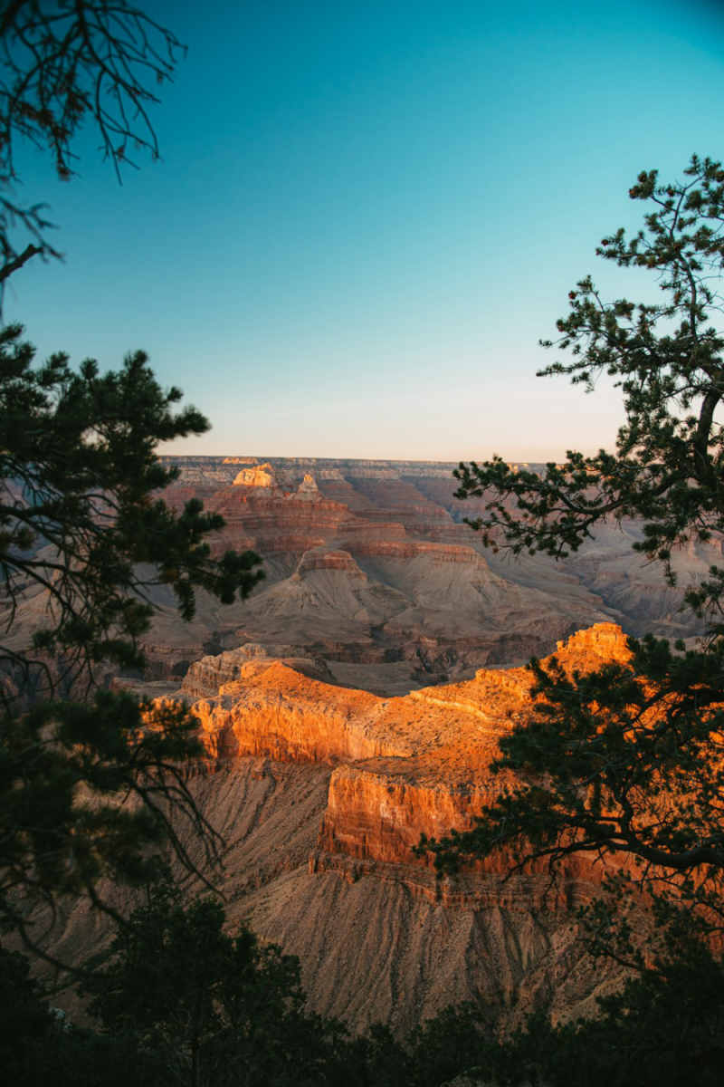 Wall Poster - Forest in the Grand Canyon