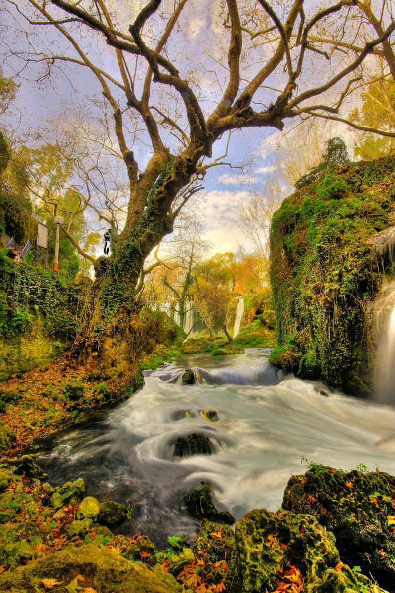 Wall Poster - Forest in Turkey
