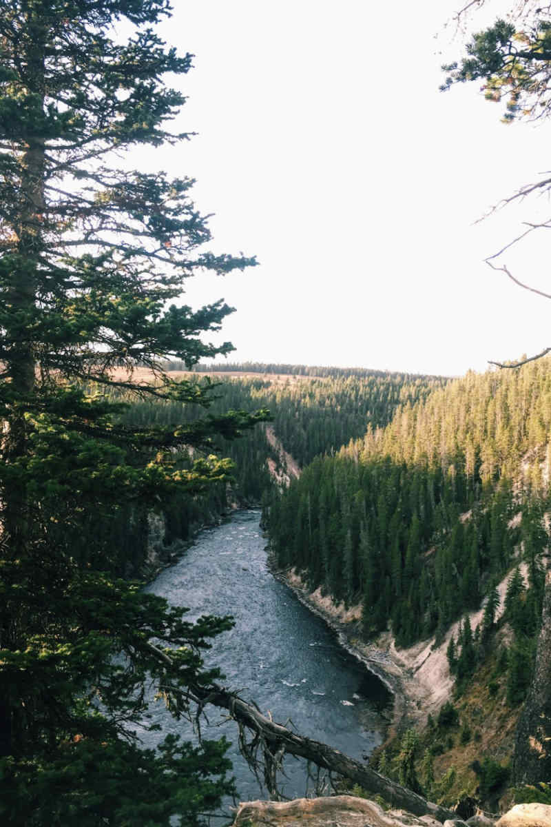 Wall Poster - Forest in Yellowstone