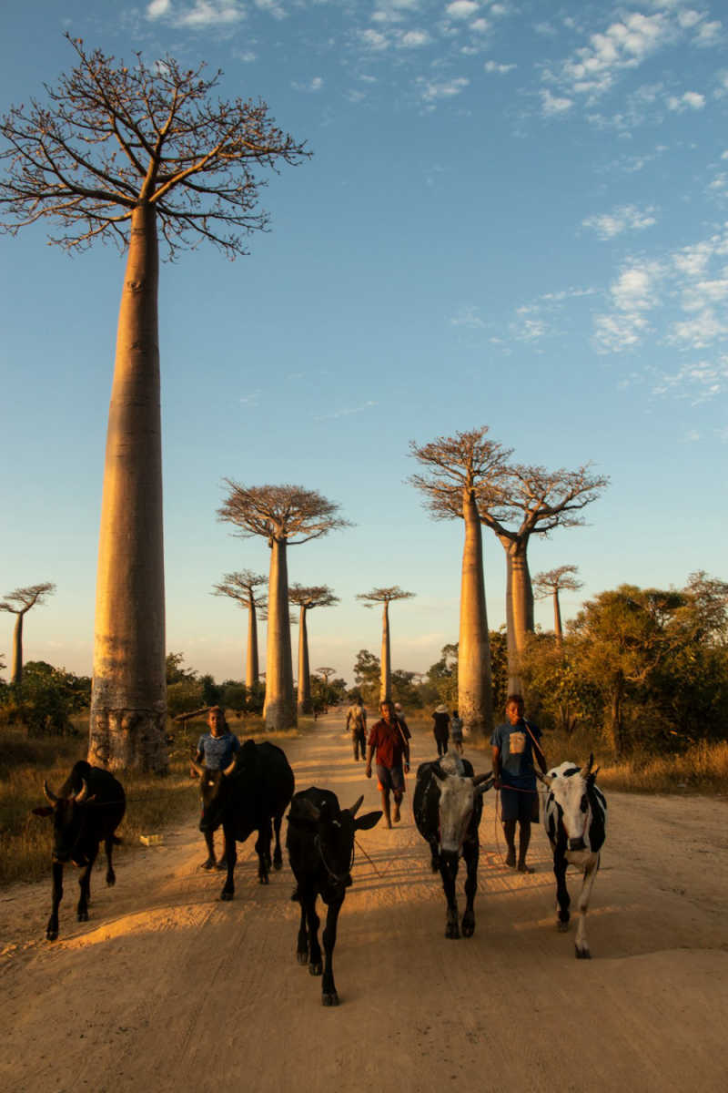 Wall Poster - Full Moon in Madagascar