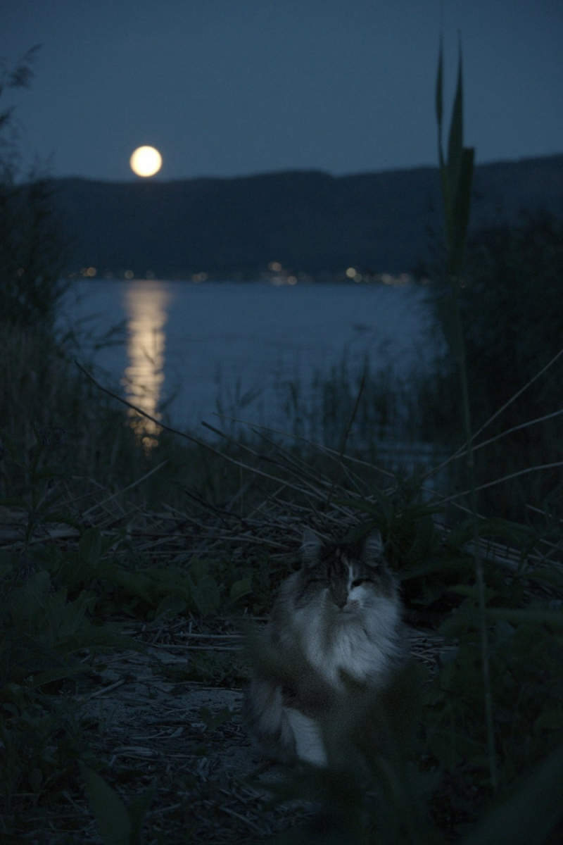 Wall Poster - Full Moon in Norway