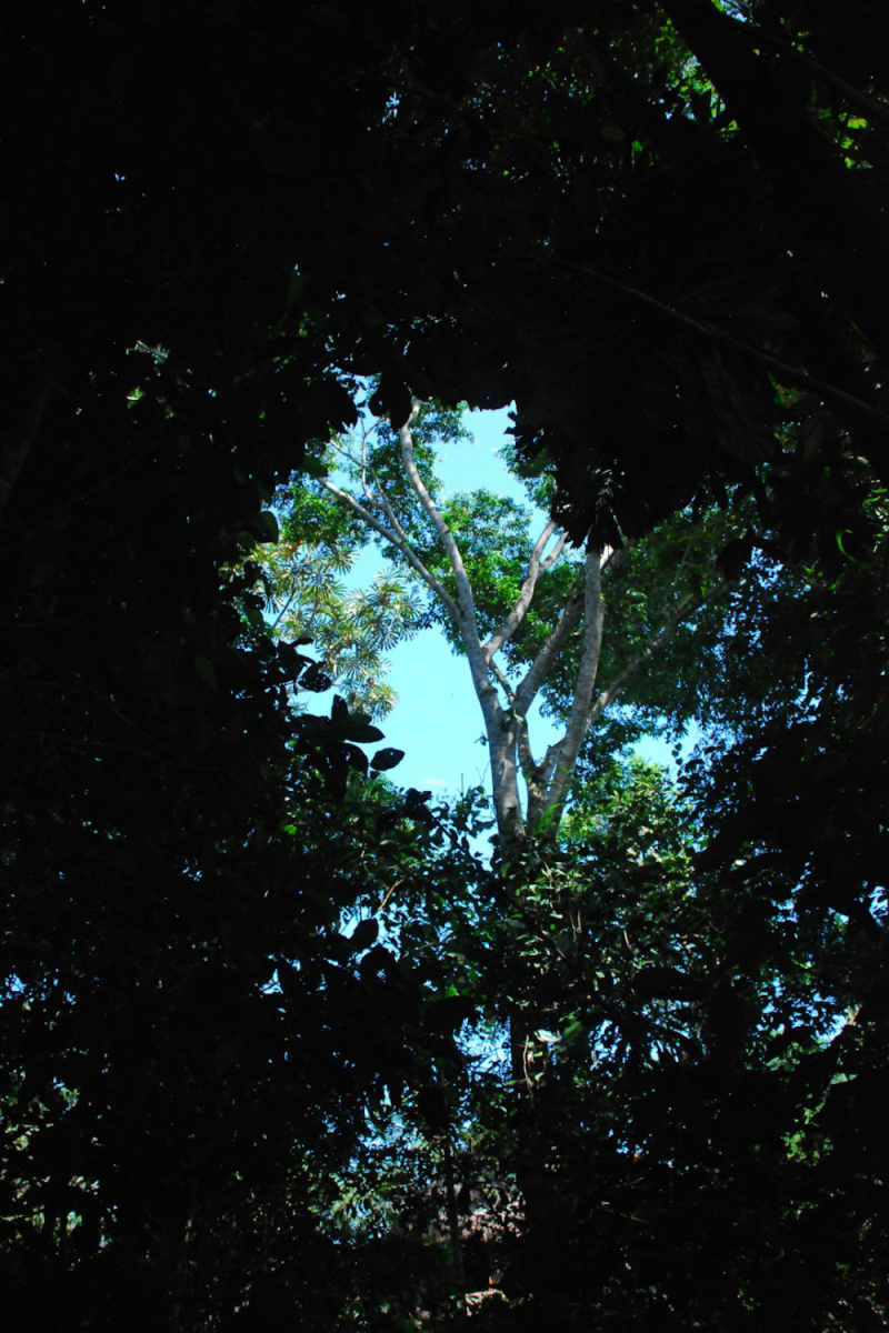 Wall Poster - Full Moon in the Amazon Rainforest