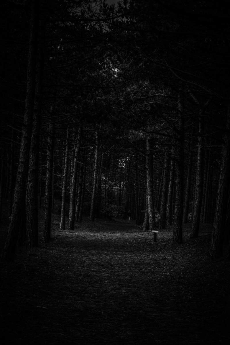 Wall Poster - Full Moon in the Black Forest