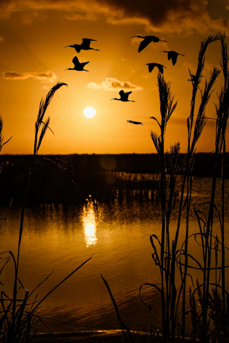 Wall Poster - Full Moon in the Everglades