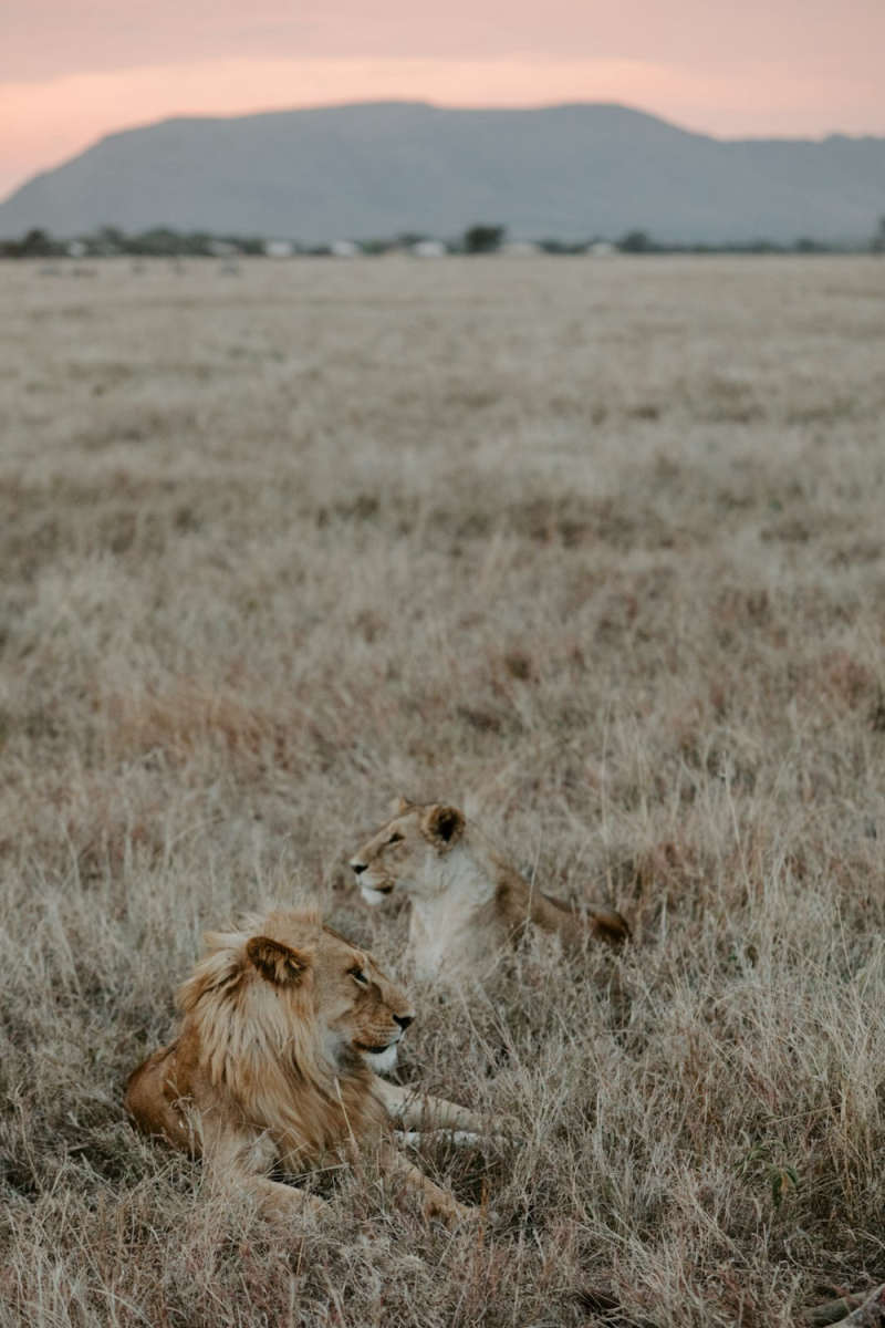 Wall Poster - Full Moon in the Serengeti