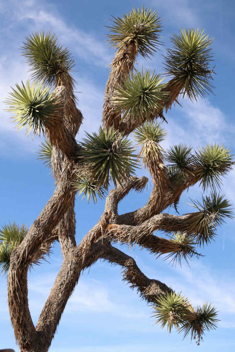 Wall Poster - Glacier in Joshua Tree