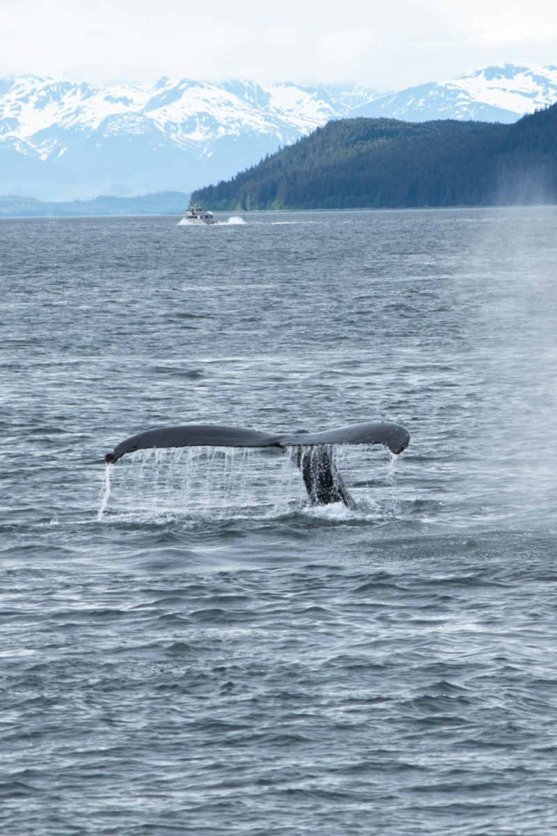 Wall Poster - Harbor in Alaska