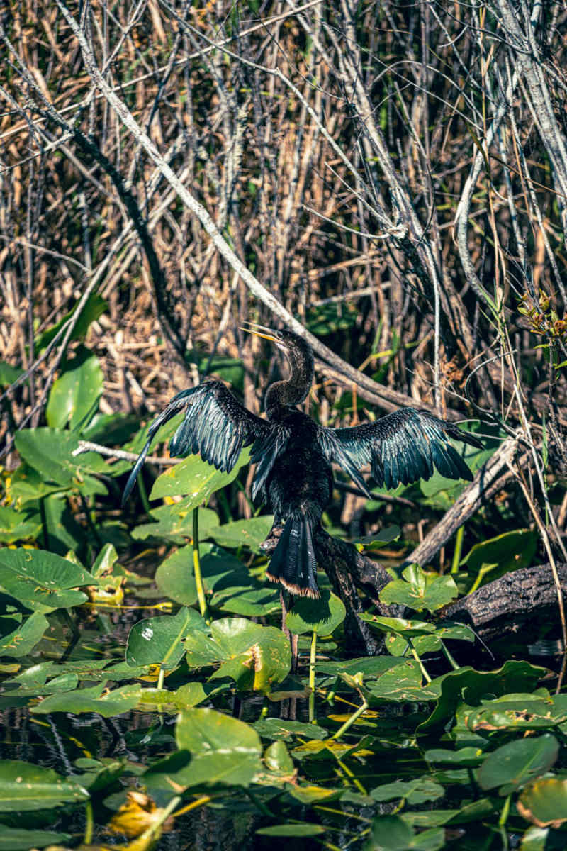 Wall Poster - Harbor in the Everglades