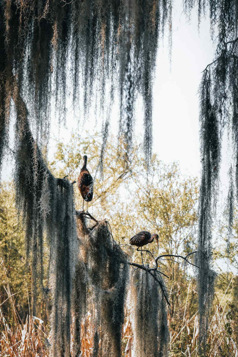 Wall Poster - Hot Air Balloons in the Everglades