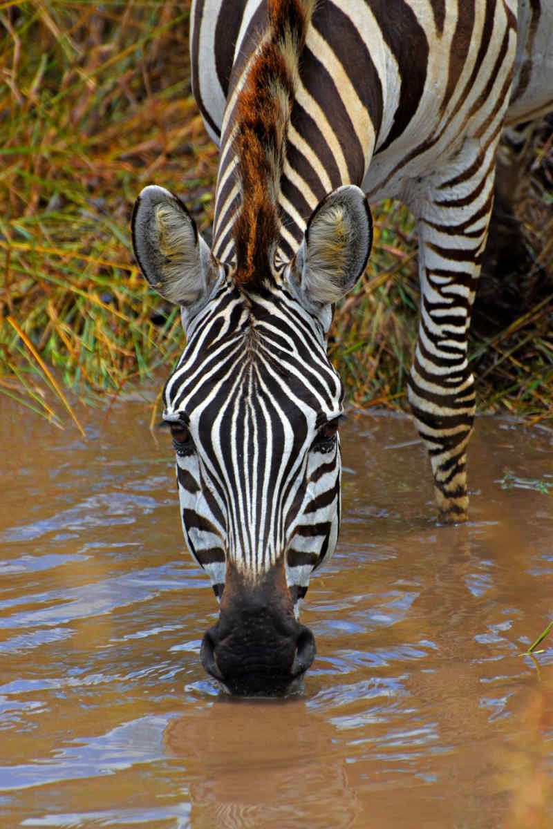 Wall Poster - Hot Spring in the Serengeti