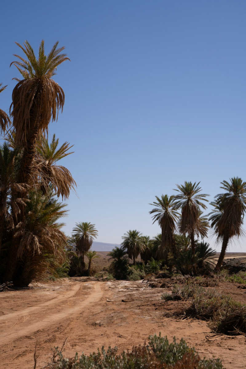 Wall Poster - Island in the Sahara