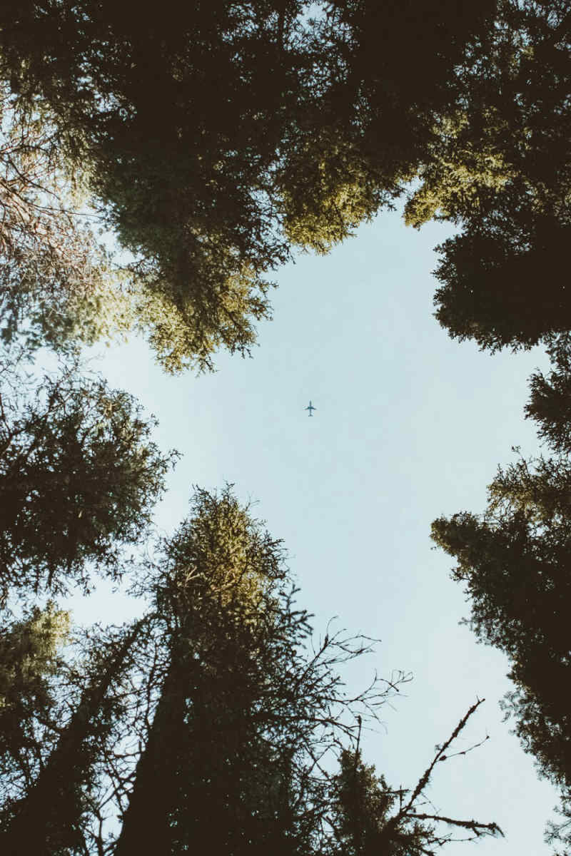 Wall Poster - Jungle Canopy in Banff
