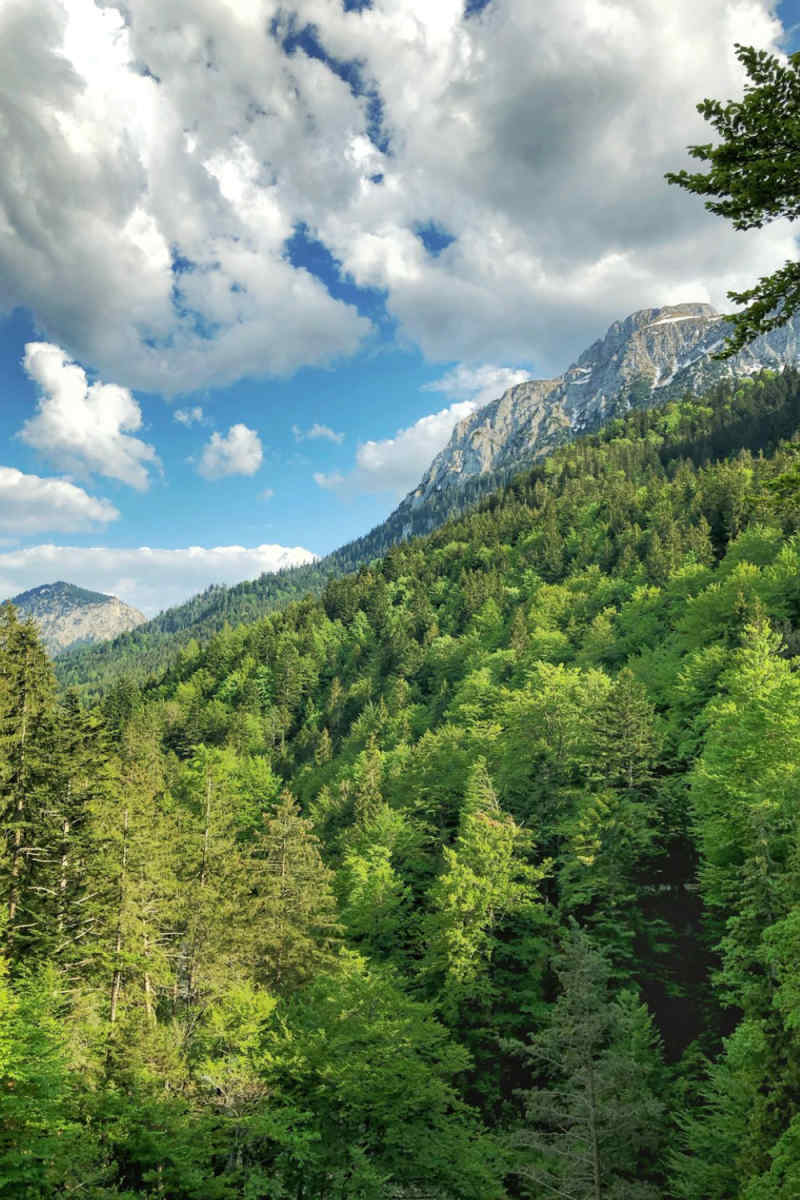Wall Poster - Jungle Canopy in Bavaria