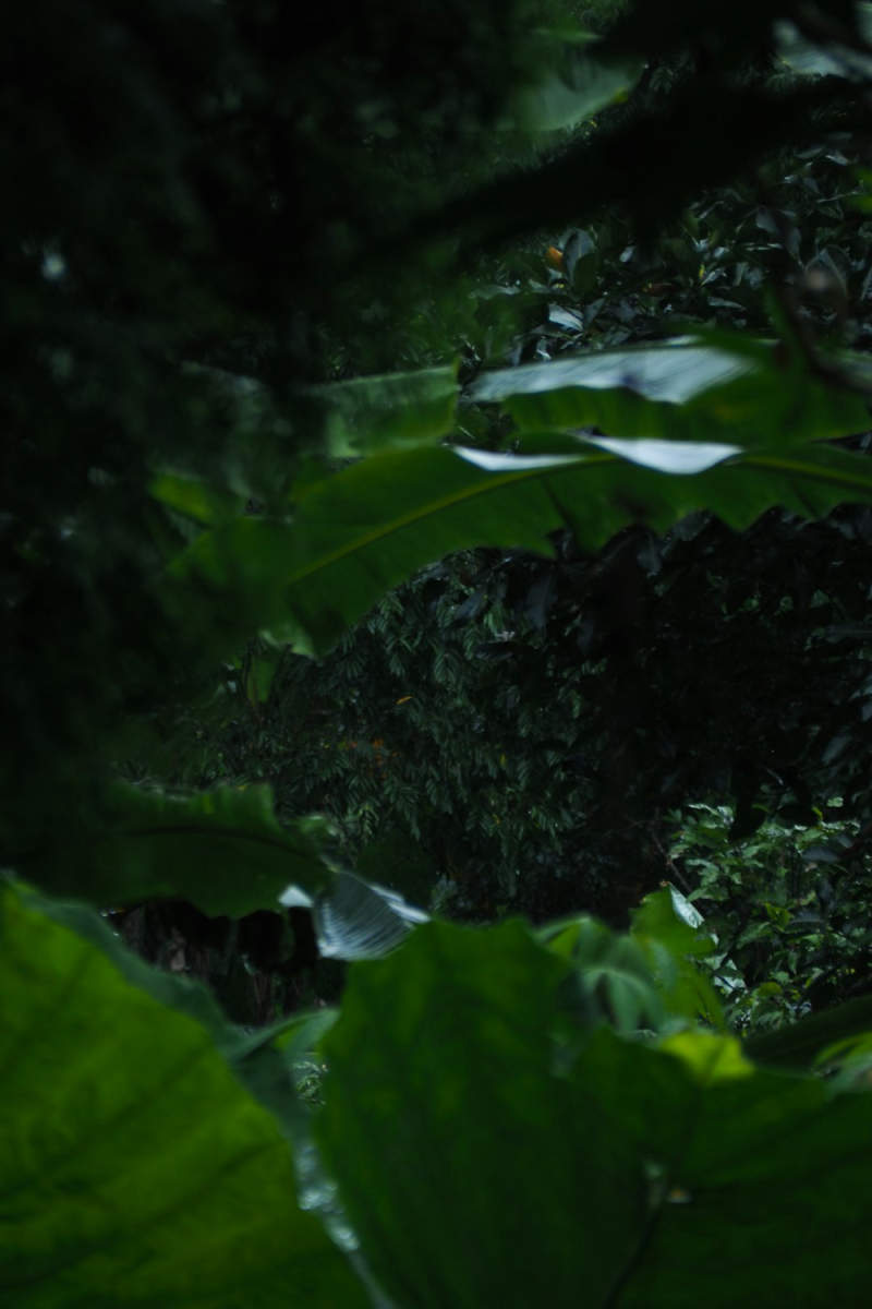 Wall Poster - Jungle Canopy in China