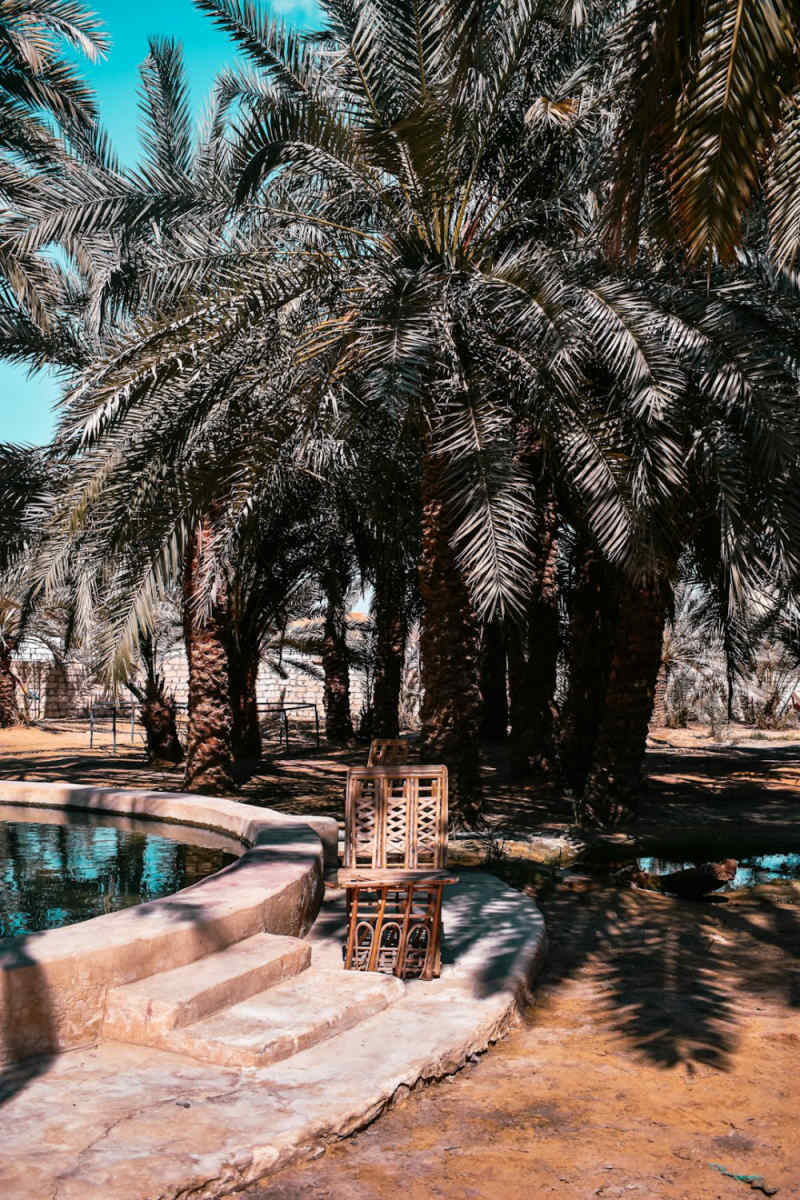 Wall Poster - Jungle Canopy in Egypt