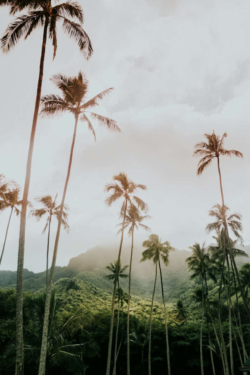 Wall Poster - Jungle Canopy in Hawaii