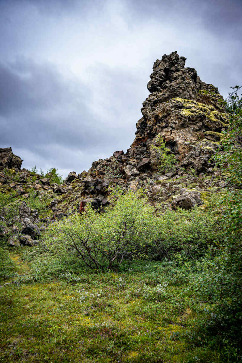 Wall Poster - Jungle Canopy in Iceland