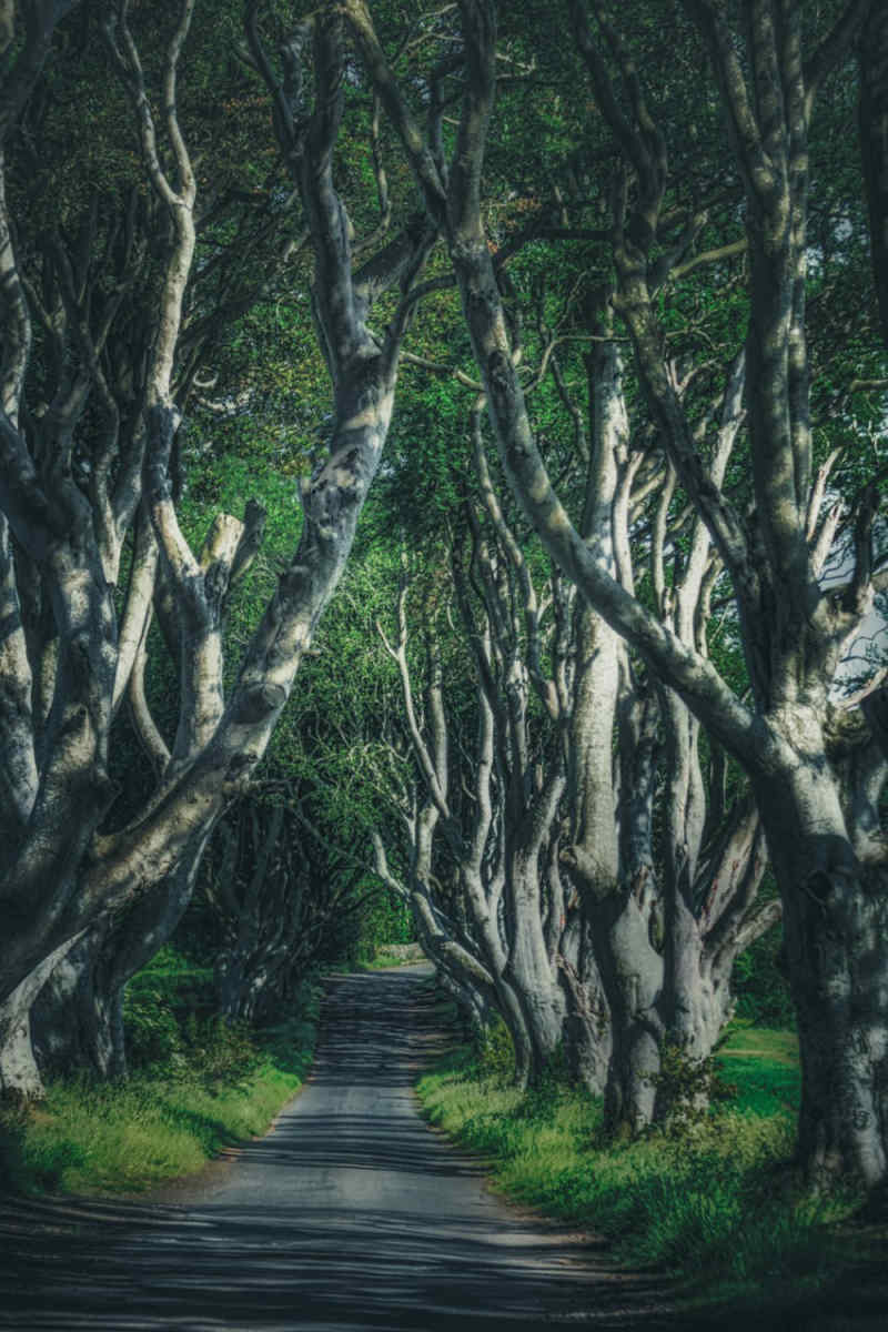 Wall Poster - Jungle Canopy in Ireland