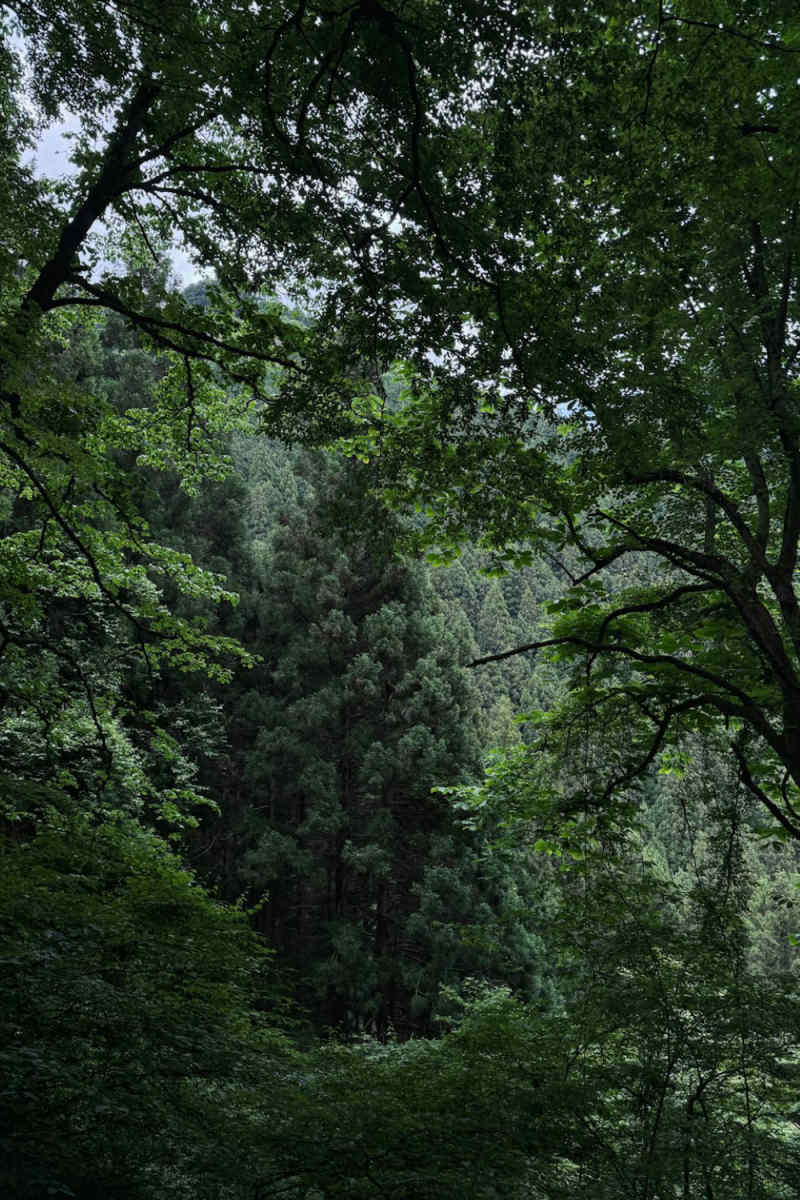 Wall Poster - Jungle Canopy in Japan