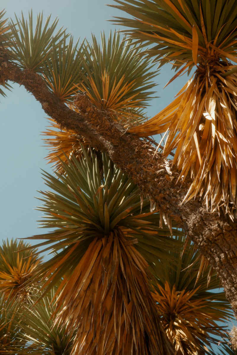 Wall Poster - Jungle Canopy in Joshua Tree