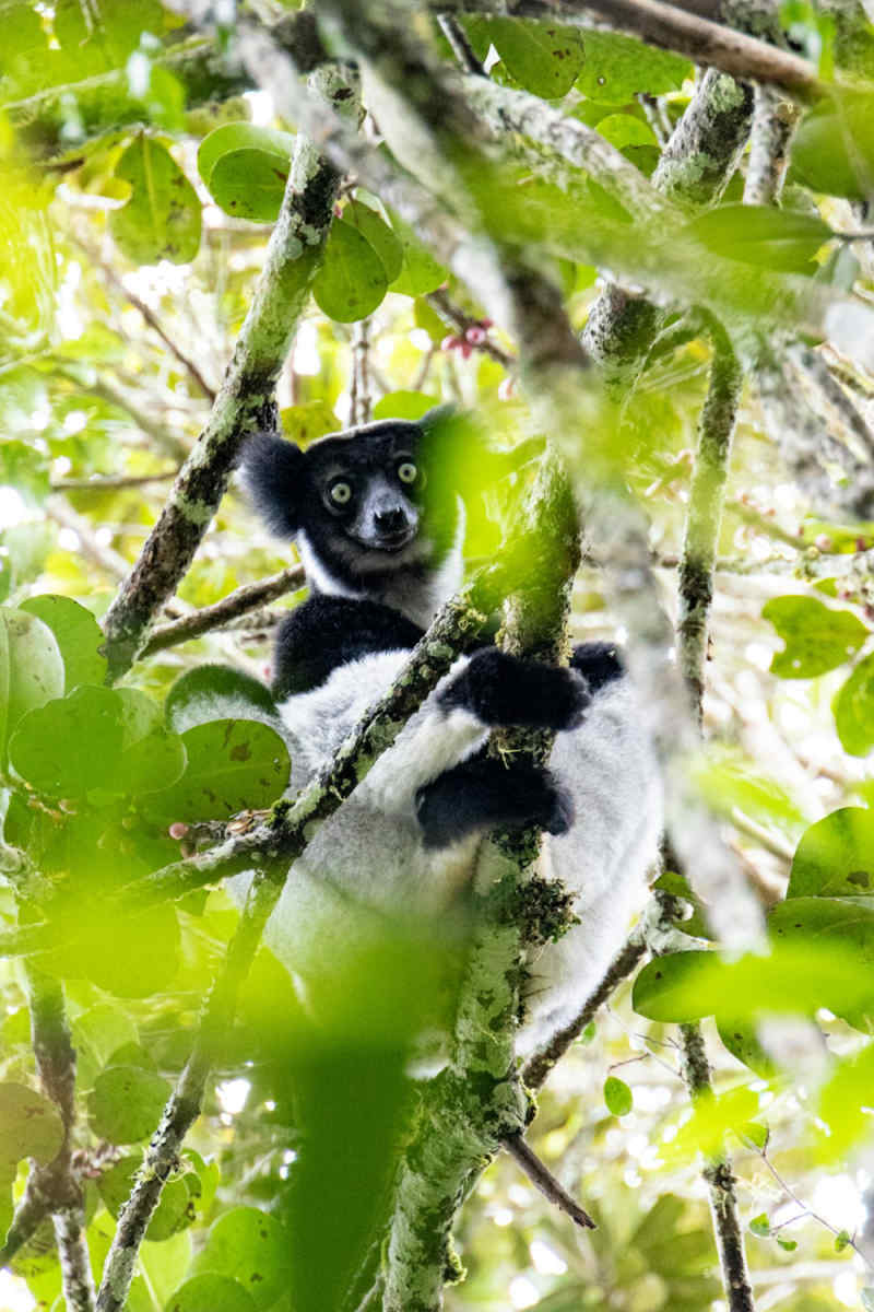 Wall Poster - Jungle Canopy in Madagascar