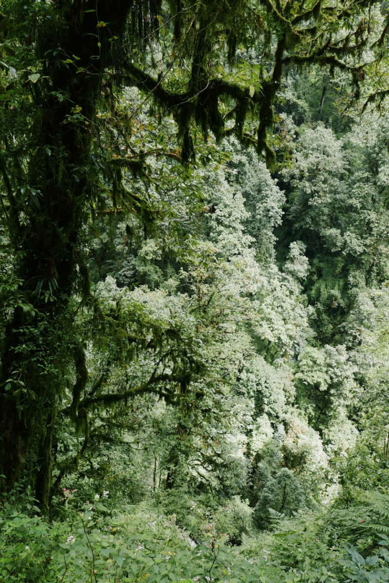 Wall Poster - Jungle Canopy in Nepal